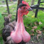 Avatar of Sir Boobie