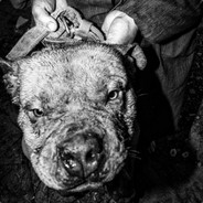 壹只不会压枪的野犬