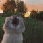 Коттик