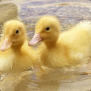 AllTheseDucks