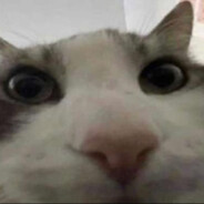 Suspicious Cat