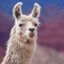 llama