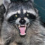 Rabid_Raccoon