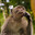 Thinking Monkey