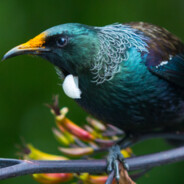 Tui