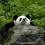 Panda_is_bea