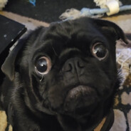 SlowPug
