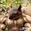 Amazon_Squirrel