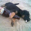 Perrito Con Chancro