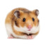 Hamster Kombat