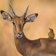 李白在梦游天姥