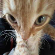 бом бом бом