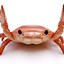 Crab