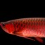 reddragonfish