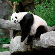 Yorgun Panda Steam avatar