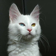 Аватар Кот