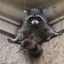 StealthyRaccoon