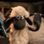 Shaun the Sheep