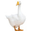 ARealGoose