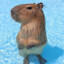 CapybaraEnjoyer1766