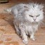 ОблезлаЯ_КошкА