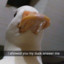 SquickyDuck