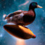 DuckOnTheMoon