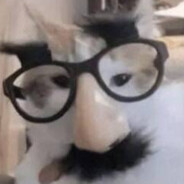Professor cat