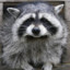 Raccoon