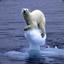 หมีขั้วโลกโดนน้ำท่วม