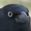 Approving Crow