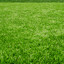 Grassy