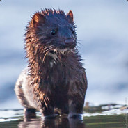 Robin Waterweasel