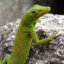 a small green lizard