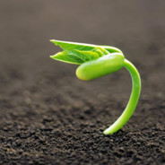 PanRoslinka skins.army