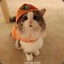 Orange Cap Cat