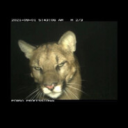 Catton Steam avatar