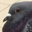 2HP Pigeon