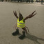 Crustacean Aviation