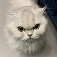 太阳蛋勇闯秃头岛