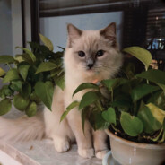 单身妈妈在线求撩