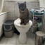 Katzenklo