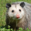 North American Marsupial