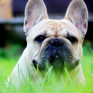 头上的乌伦贝尔