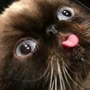 ПИДАРАСИНА