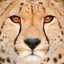 Asiatic cheetah