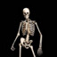 Boneless Skeleton