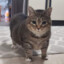 Catovsky