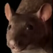 Rat