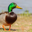 DuckPro333